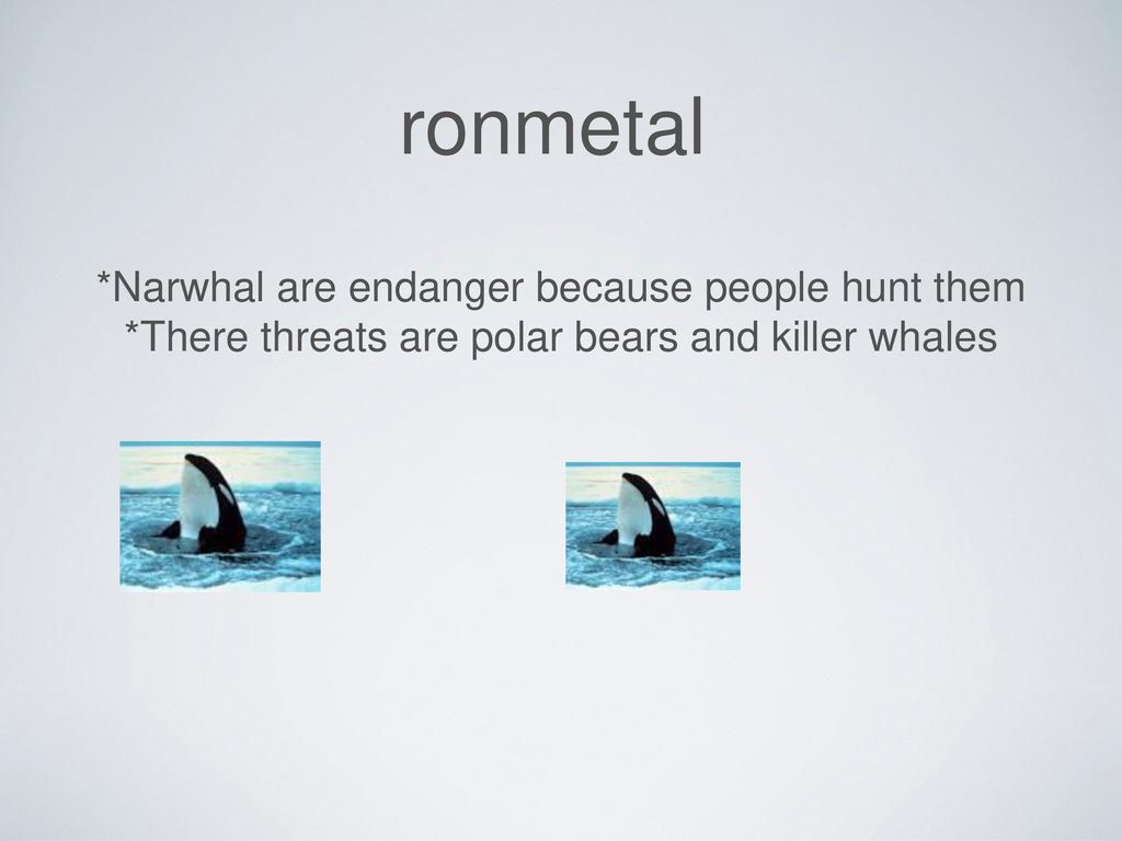 * Narwhals are toothed whales not baleen - ppt download