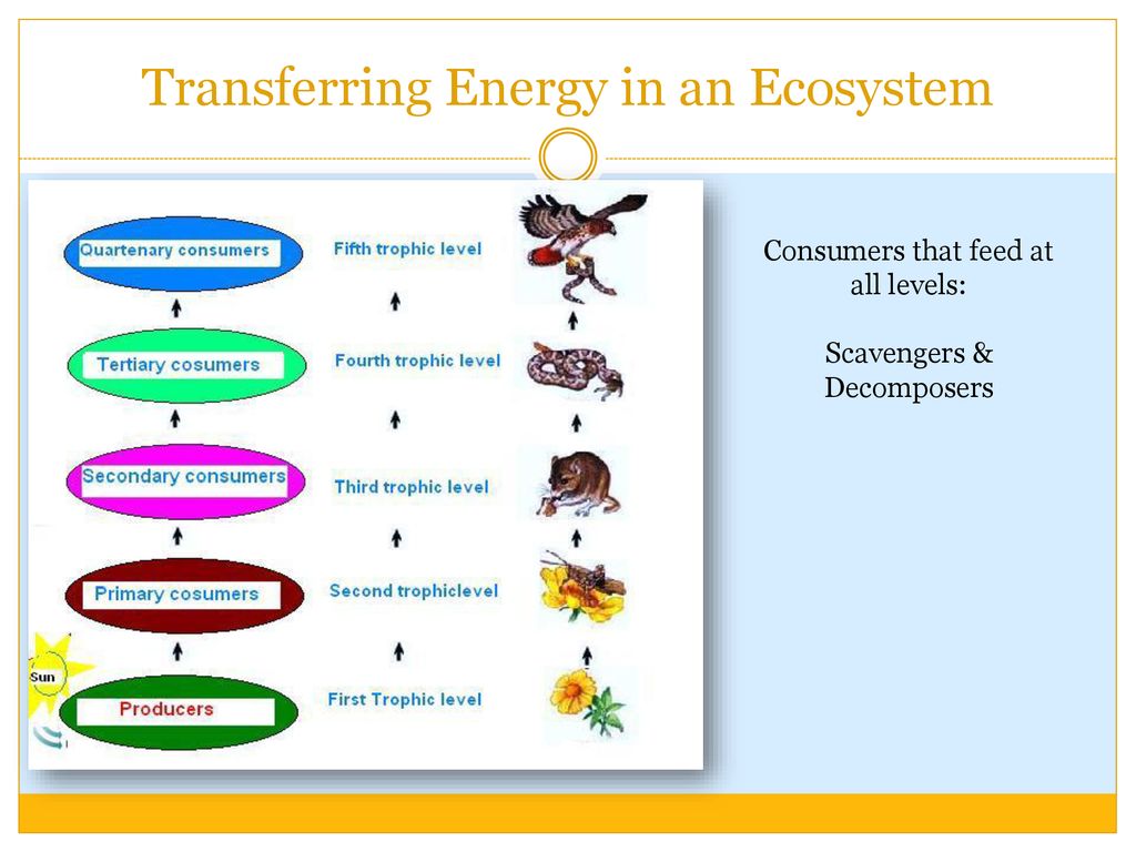 Terrestrial & Aquatic Ecology - ppt download