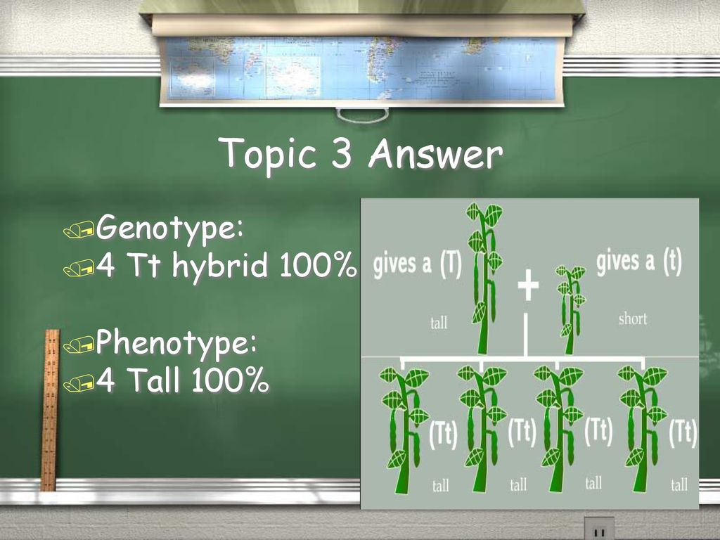 Topic 3 Answer Genotype: 4 Tt hybrid 100% Phenotype: 4 Tall 100%