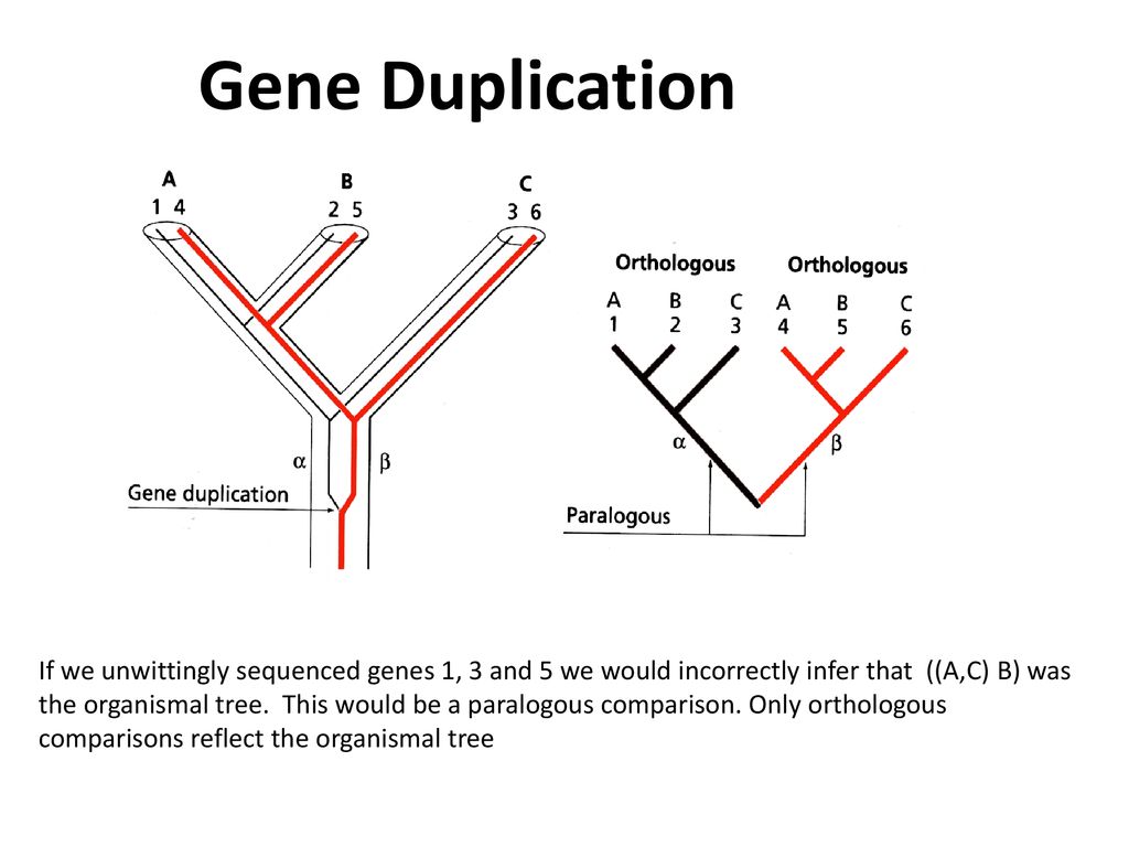 Phylogenetics Introduction Ppt Download   Gene Duplication 