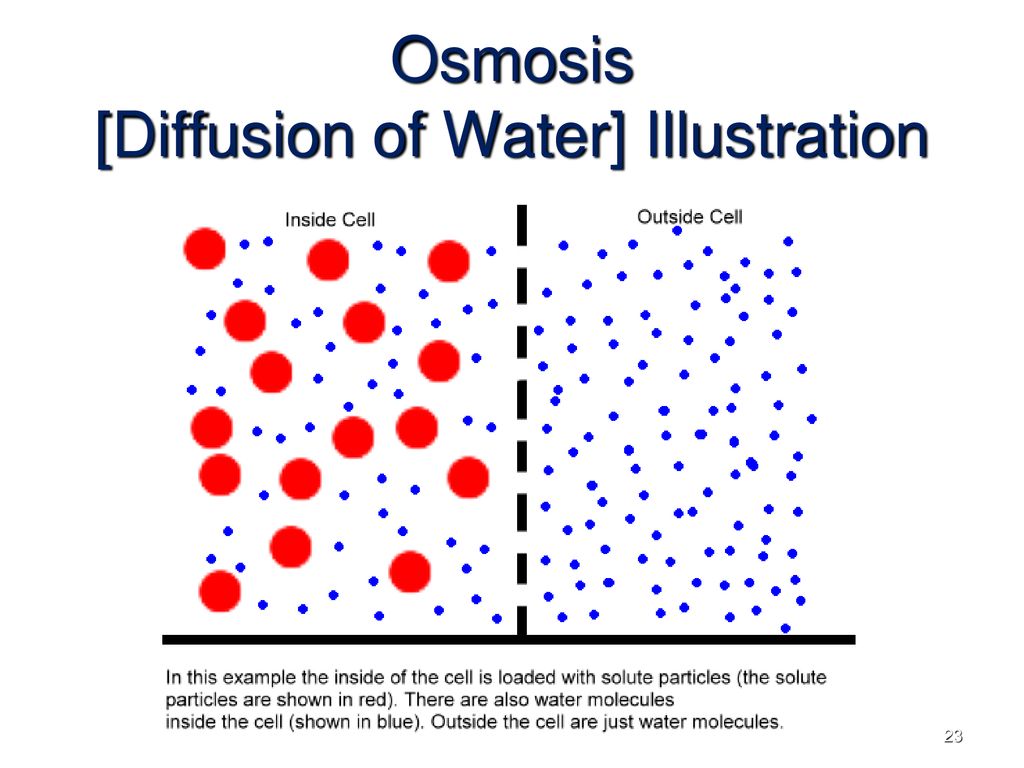 Osmosis and diffusion. Схема работы stable diffusion. Stable diffusion модели. Stable diffusion картинки. Stable diffusion control net