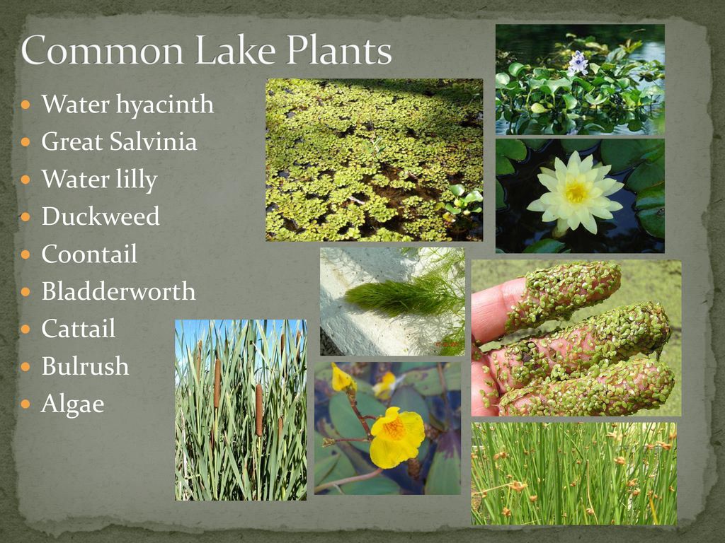 Common Lake Plants Water hyacinth Great Salvinia Water lilly Duckweed
