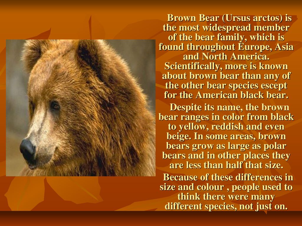 Текст про дика. Описание медведя на английском. Рассказ о медведе на английском языке. Описание медведя по английскому языку. Бурый медведь по англимком.