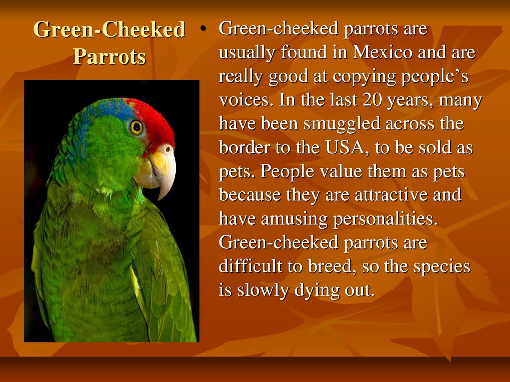 Parrots are the pets. Попугай на английском языке. Green cheeked Parrot. Информация про попугая на английском. Рассказ про попугая на английском.