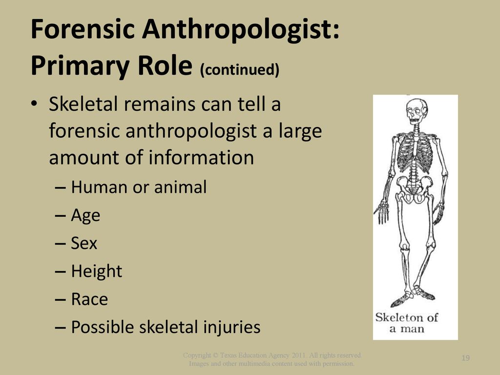 role of forensic pathologists and anthropologists - ppt download