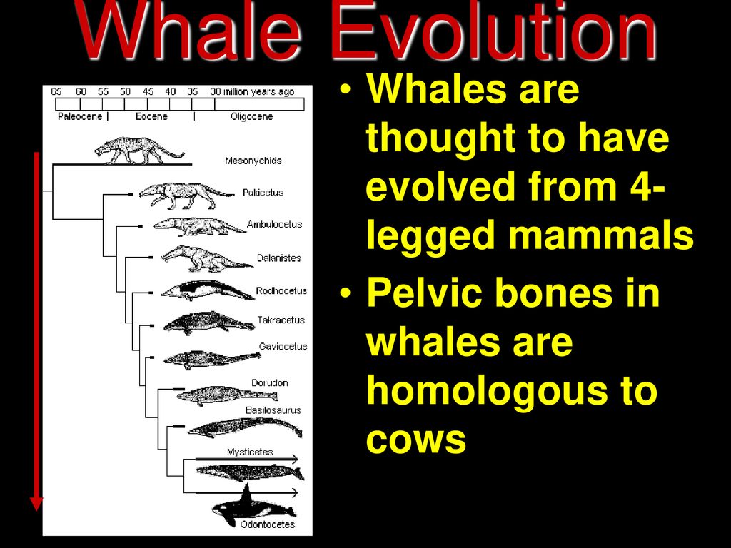 Whale Evolution Whales are thought to have evolved from 4- legged mammals.