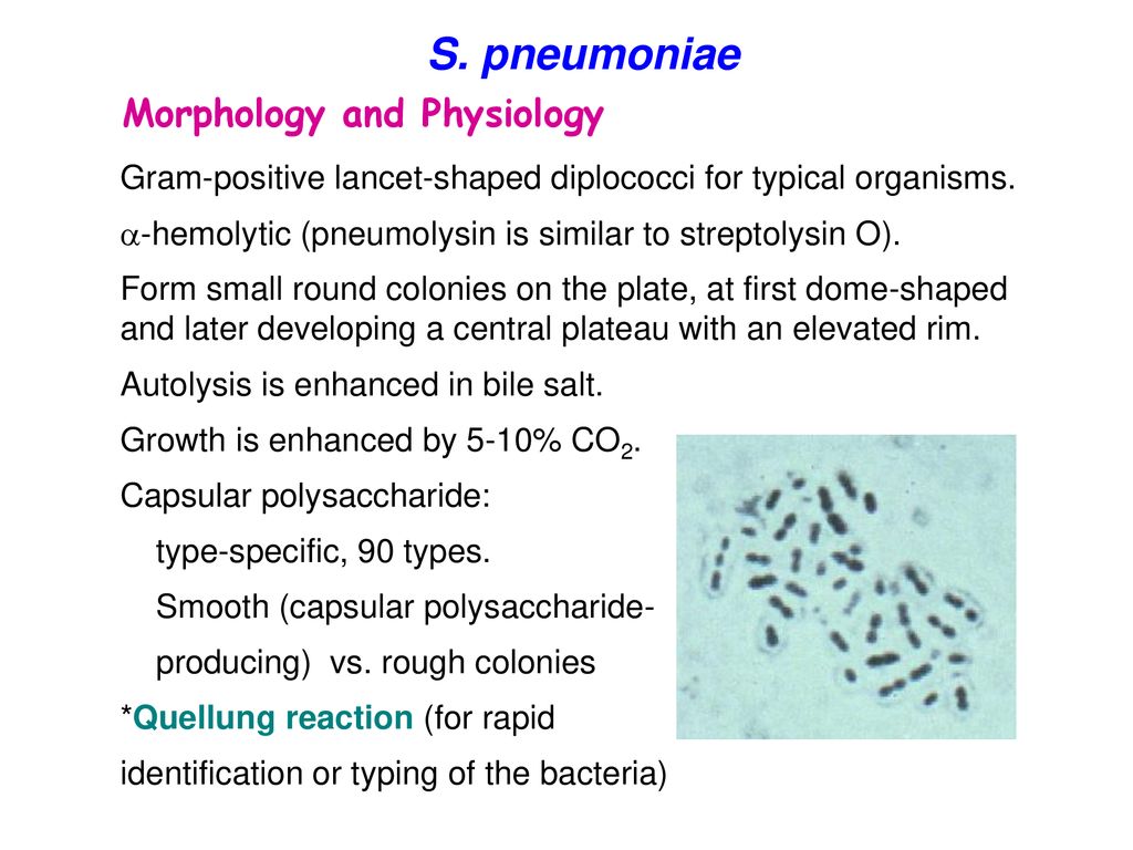 S. pneumoniae Morphology and Physiology