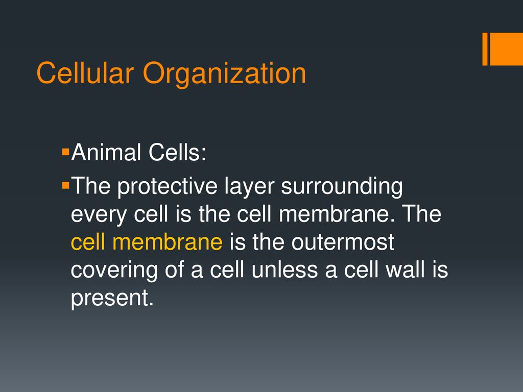 CELL-ebrate Science!!! January ppt download