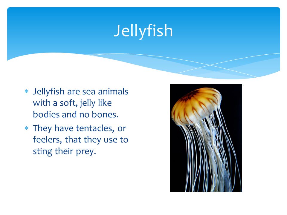 Jellyfish Jellyfish are sea animals with a soft, jelly like bodies and no bones.