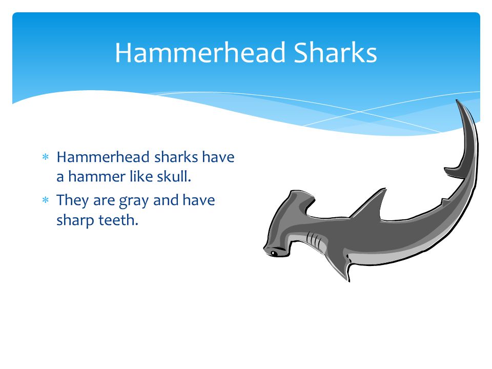 Hammerhead Sharks Hammerhead sharks have a hammer like skull.