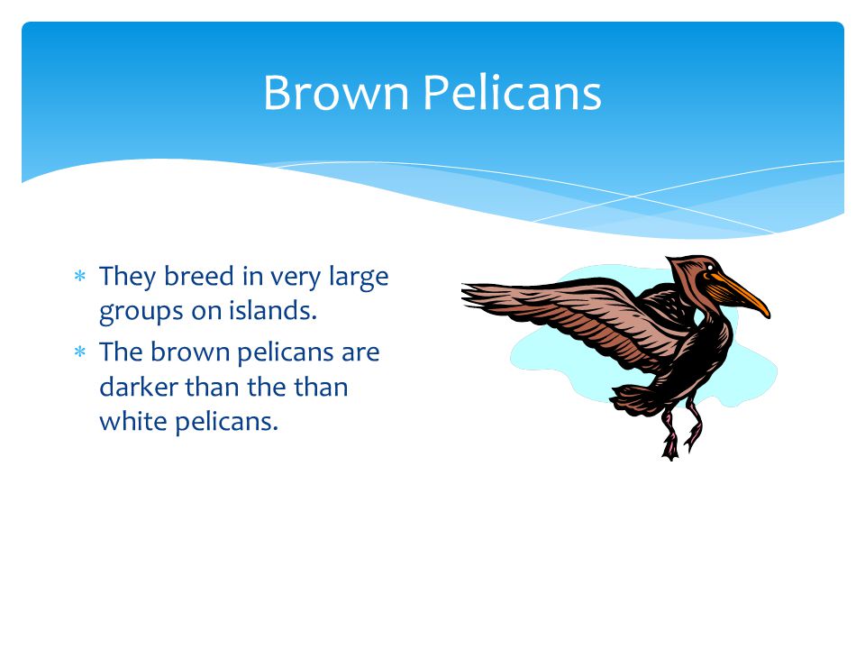 Brown Pelicans They breed in very large groups on islands.