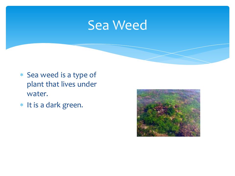 Sea Weed Sea weed is a type of plant that lives under water.