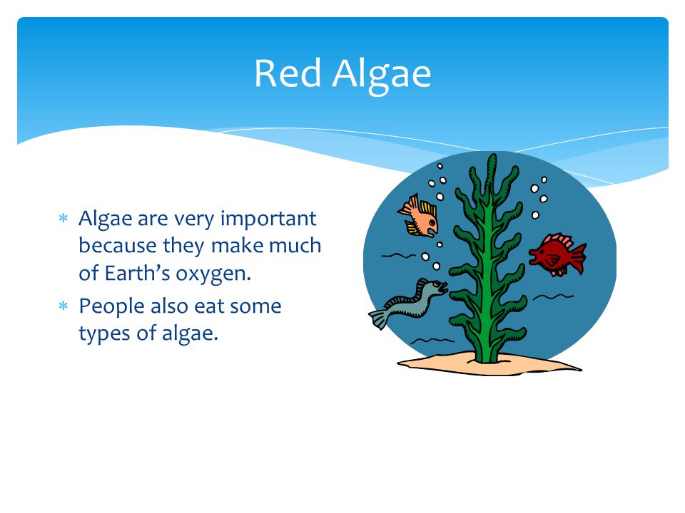 Red Algae Algae are very important because they make much of Earth’s oxygen.