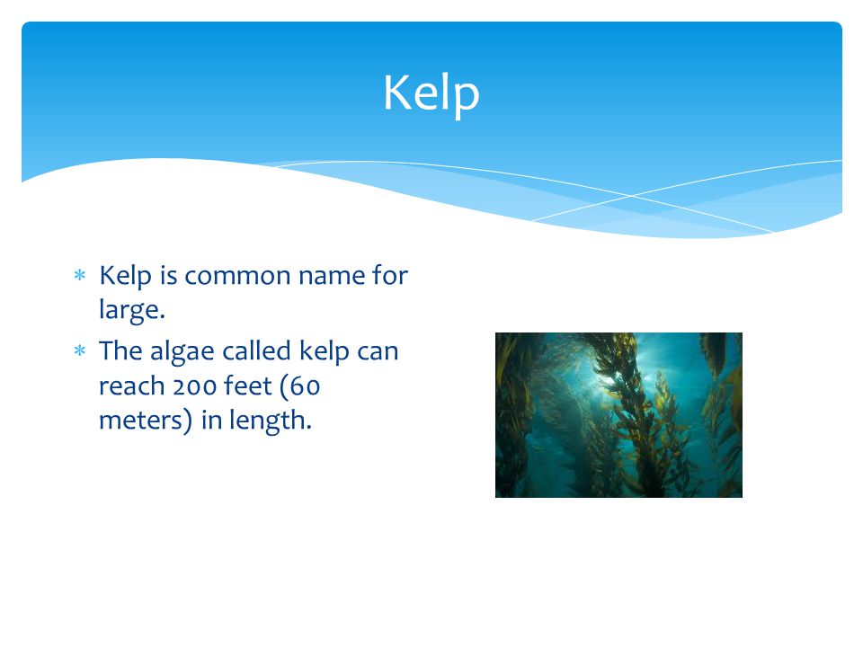 Kelp Kelp is common name for large.