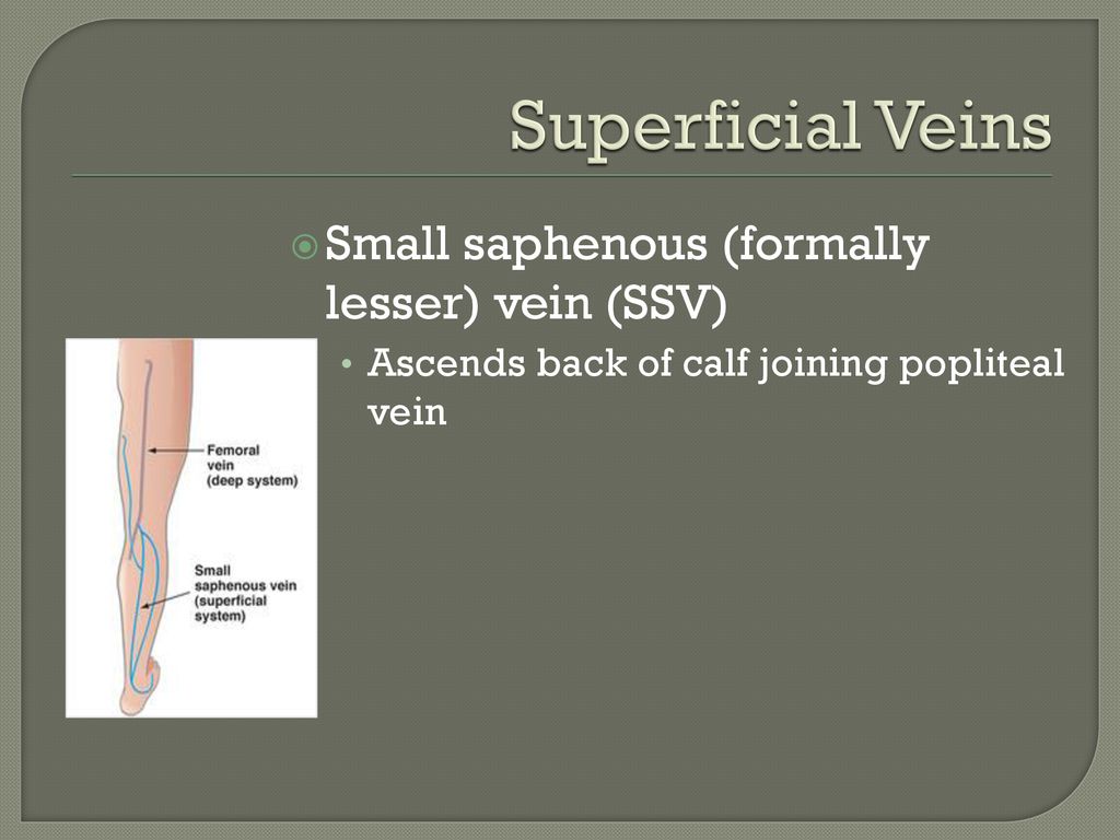 Superficial Veins Small saphenous (formally lesser) vein (SSV)