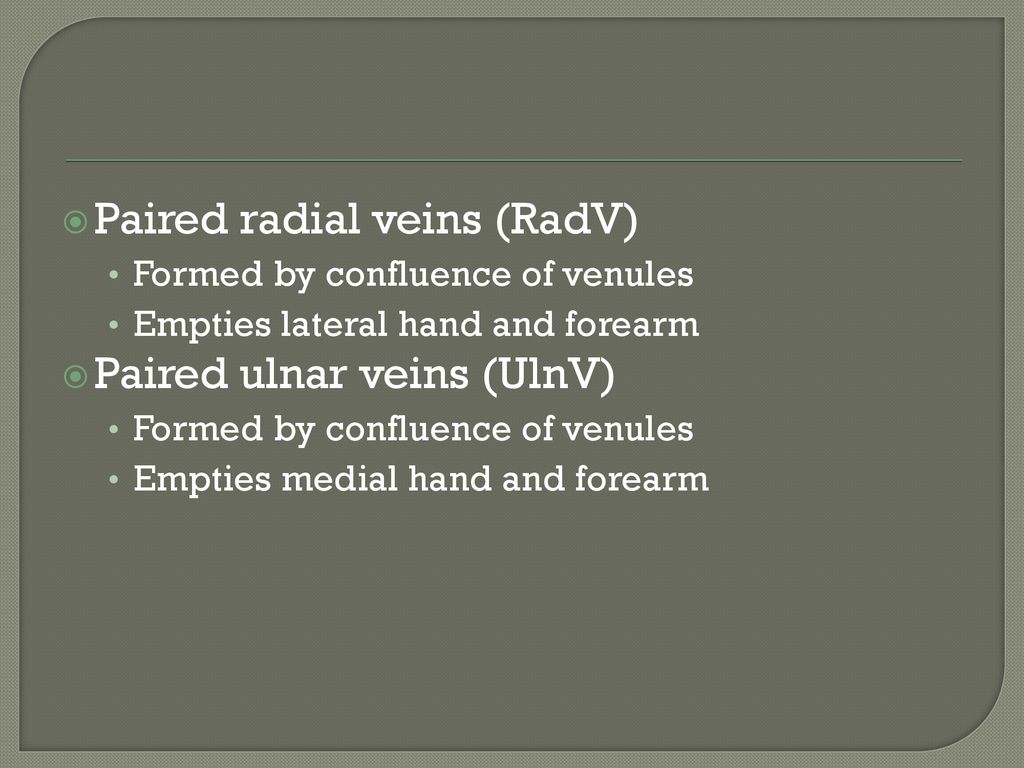 Paired radial veins (RadV)