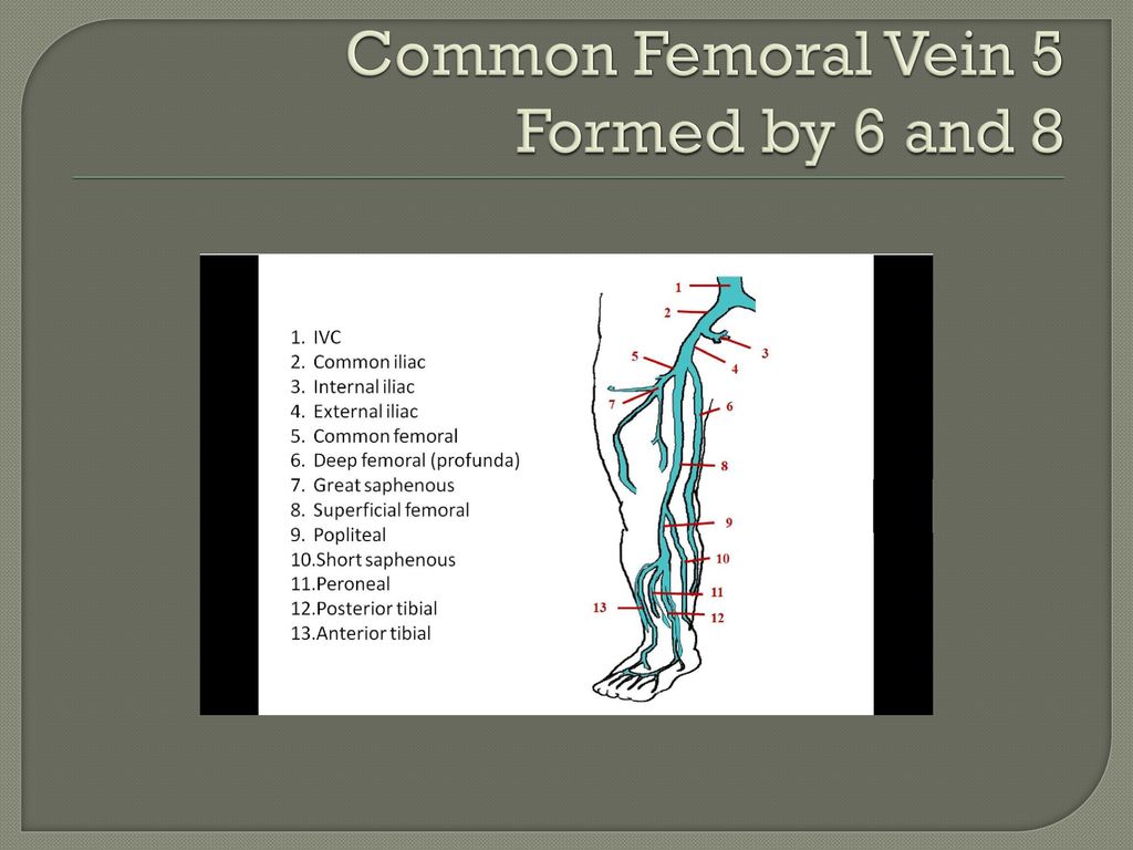 Common Femoral Vein 5 Formed by 6 and 8