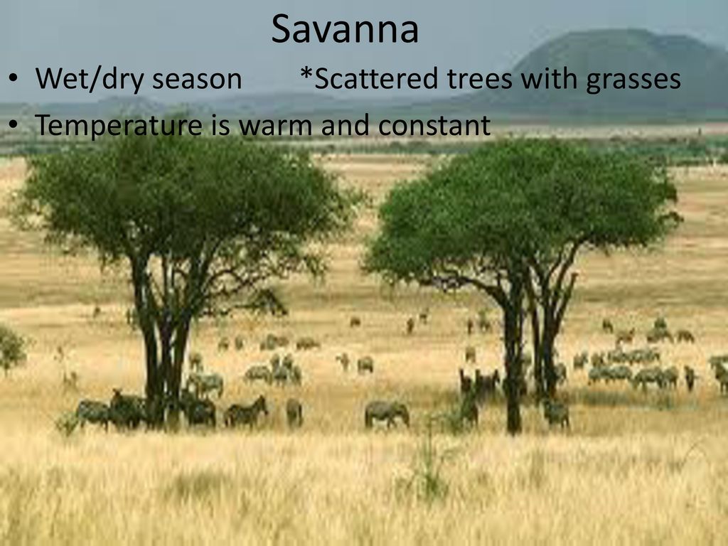 Savanna Wet/dry season *Scattered trees with grasses