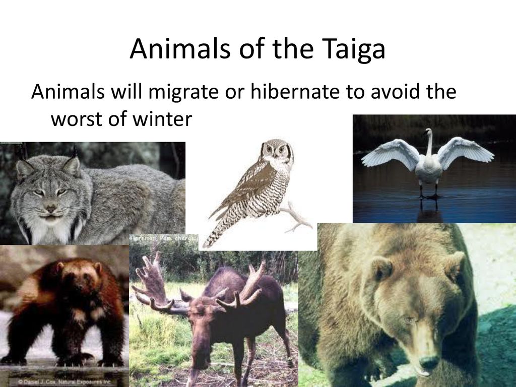 Animals of the Taiga Animals will migrate or hibernate to avoid the worst of winter