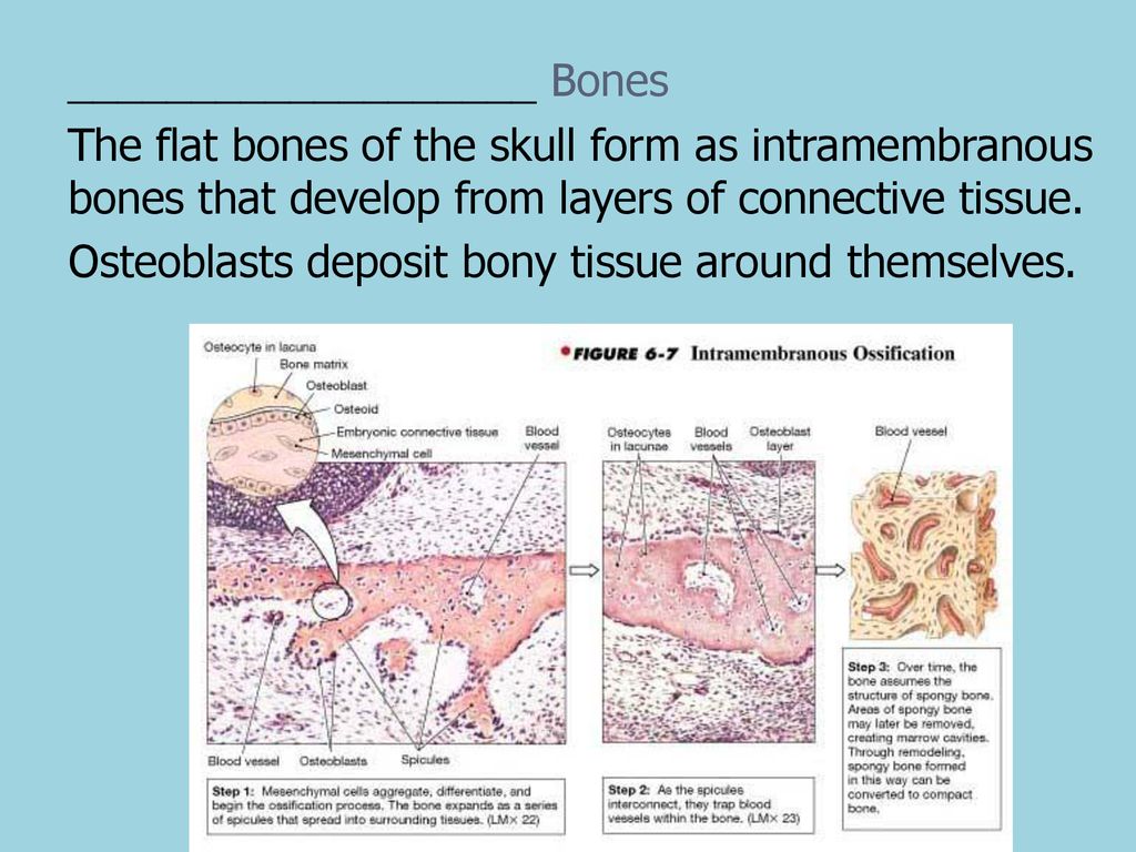Chapter 5 The Skeletal System ppt download
