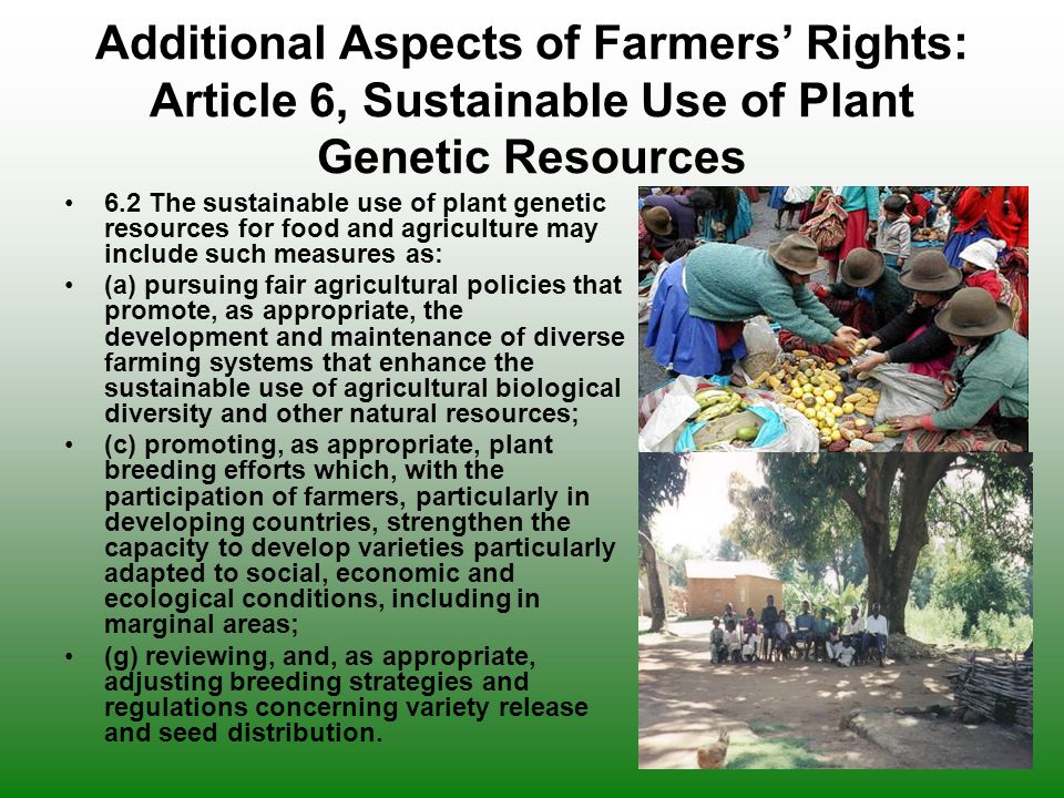 Additional Aspects of Farmers’ Rights: Article 6, Sustainable Use of Plant Genetic Resources