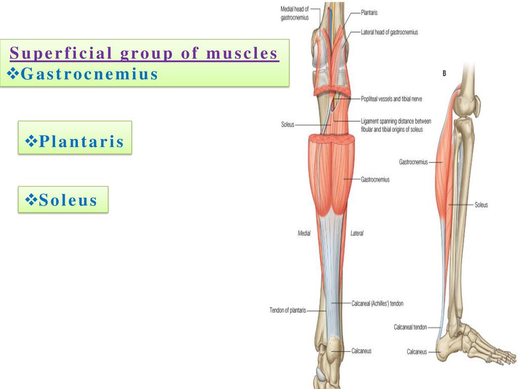 Superficial group of muscles