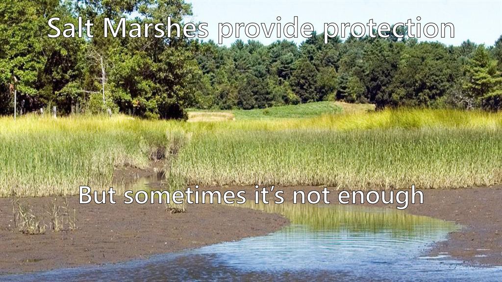 Salt Marshes provide protection