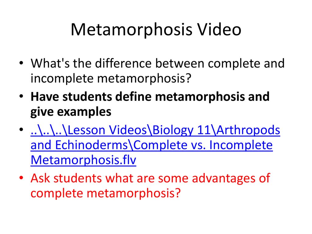 Phylum arthropoda ppt download