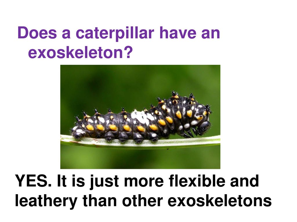 PHYLUM ARTHROPODA. ppt download