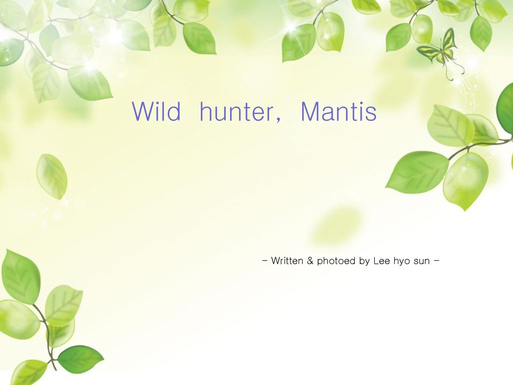 Wild hunter, Mantis - Written & photoed by Lee hyo sun -