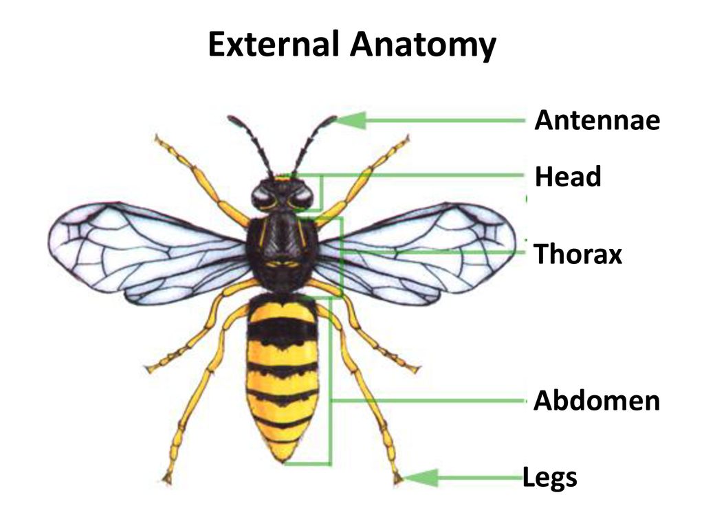 Отделы тела пчелы медоносной. Строение тела насекомых для детей. Строение насекомых для детей. Строение пчелы. Оса строение насекомое.