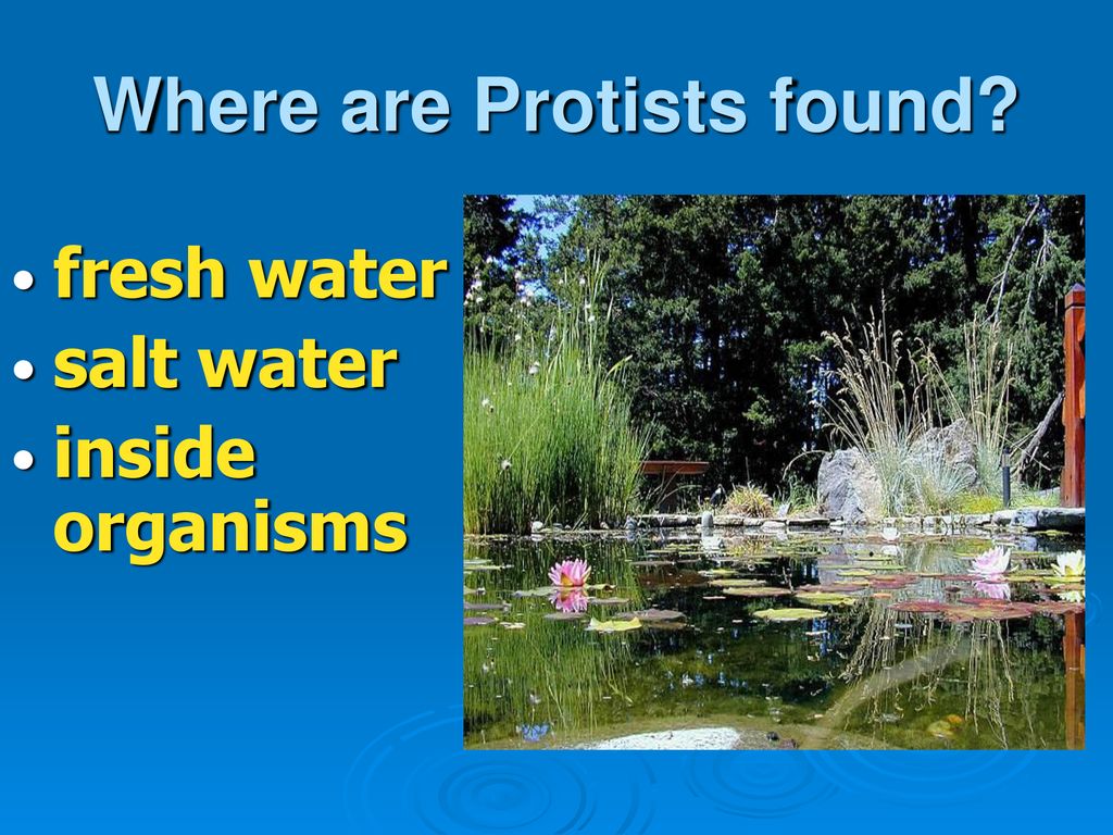 The World of Protists. - ppt download