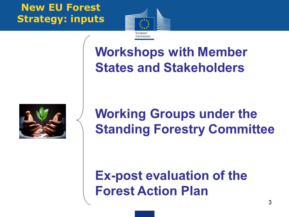 New EU Forest Strategy: inputs