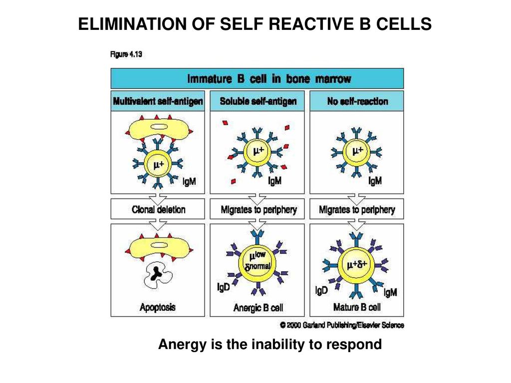 B Cell Development In Bone Marrow And Peripheral Lymphoid Tissue Part ...