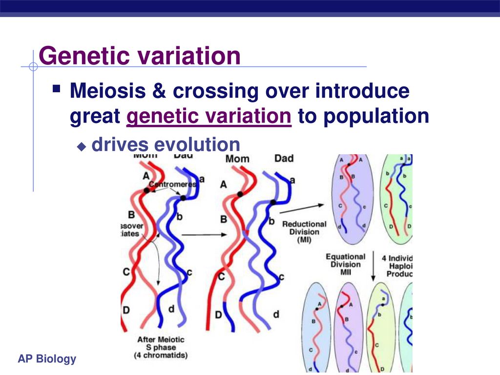 Modified from: Kim Foglia, Biology Diagrams