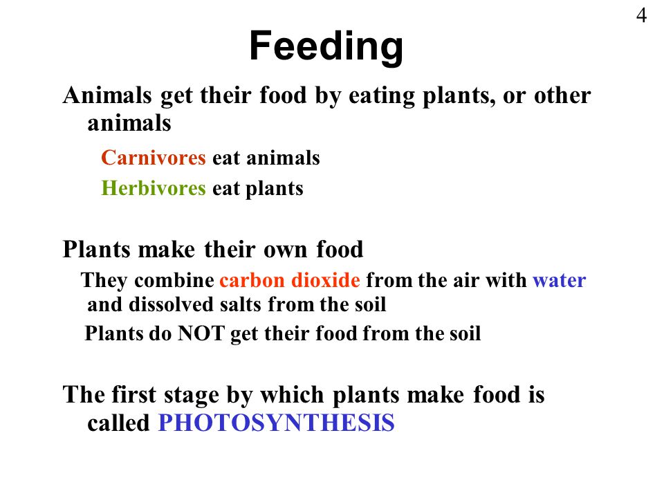 How Plants Get Their Food (1) - ppt video online download