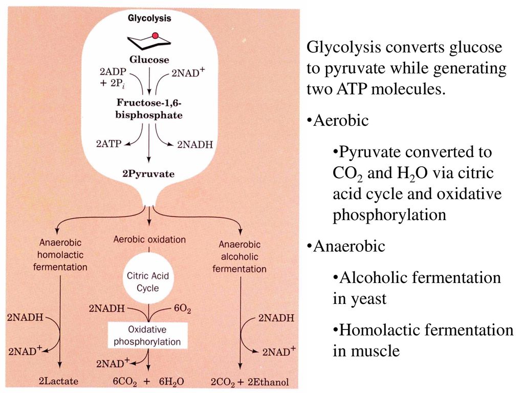 Chapter 15 Glucose Catabolism - ppt download