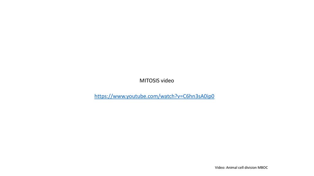 The Principles Of Cell Division Differentiation Ppt Download