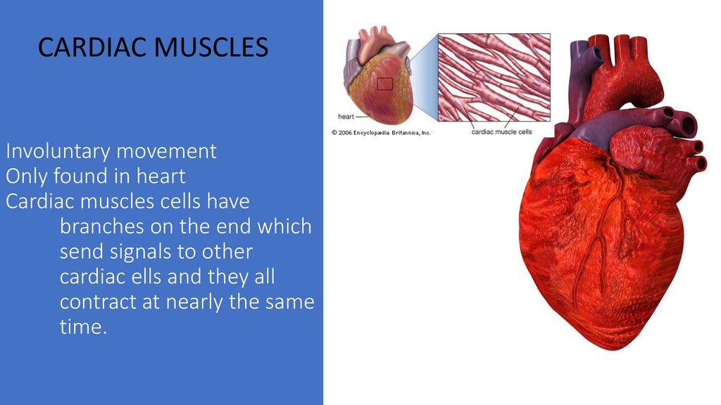 Skeletal systems How do the muscular and skeletal systems work together ...