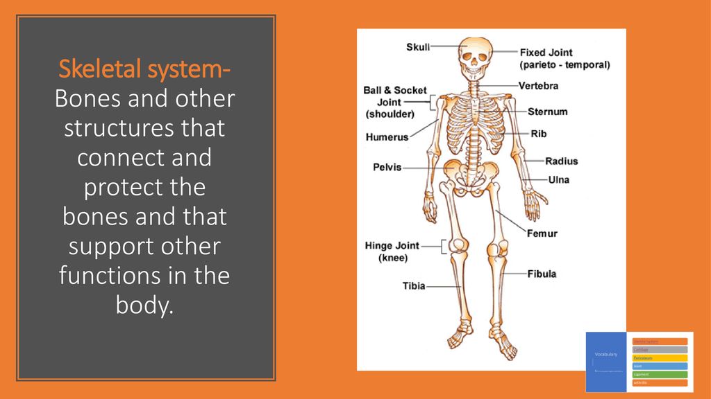 Skeletal Systems How Do The Muscular And Skeletal Systems Work Together To Maintain Homeostasis Ppt Download