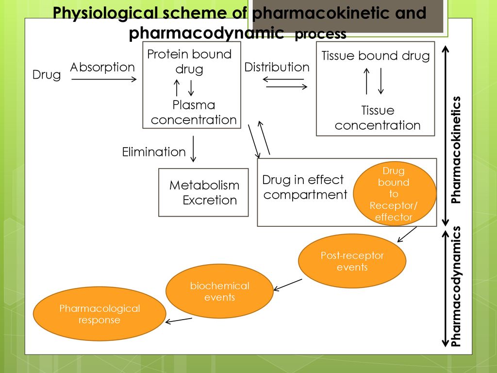 Pharmacokinetics And Pharmacodynamics Of Peptide And Protein Drugs ...