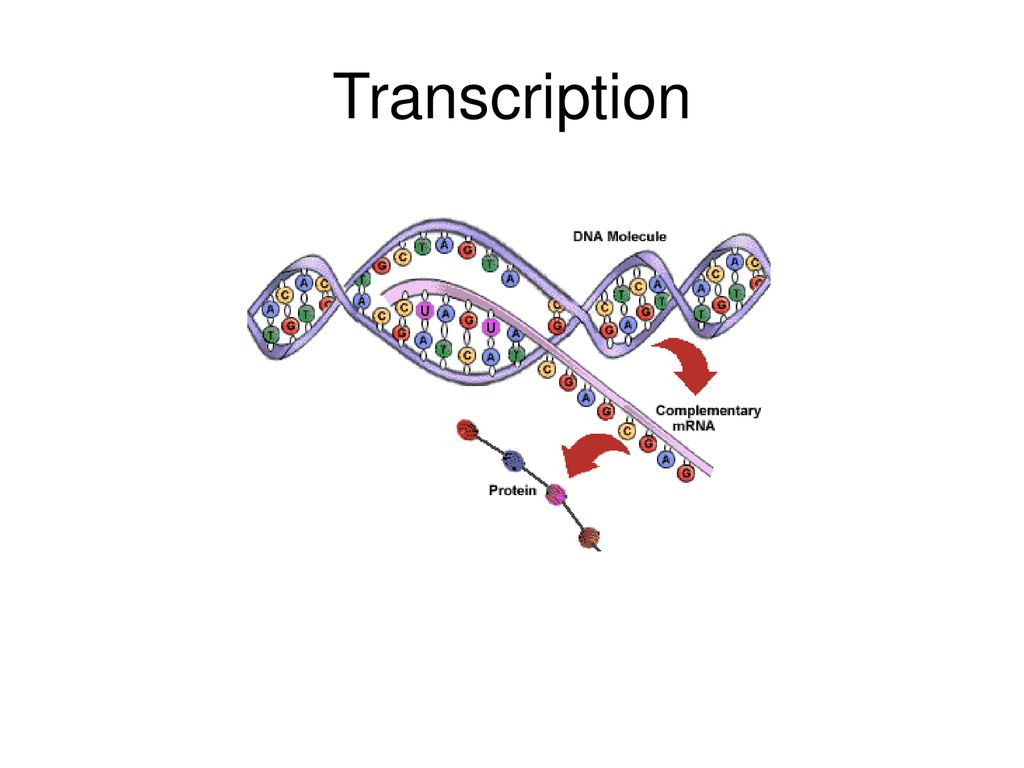 Molecular Genetics ppt download Molecular Genetics ppt download