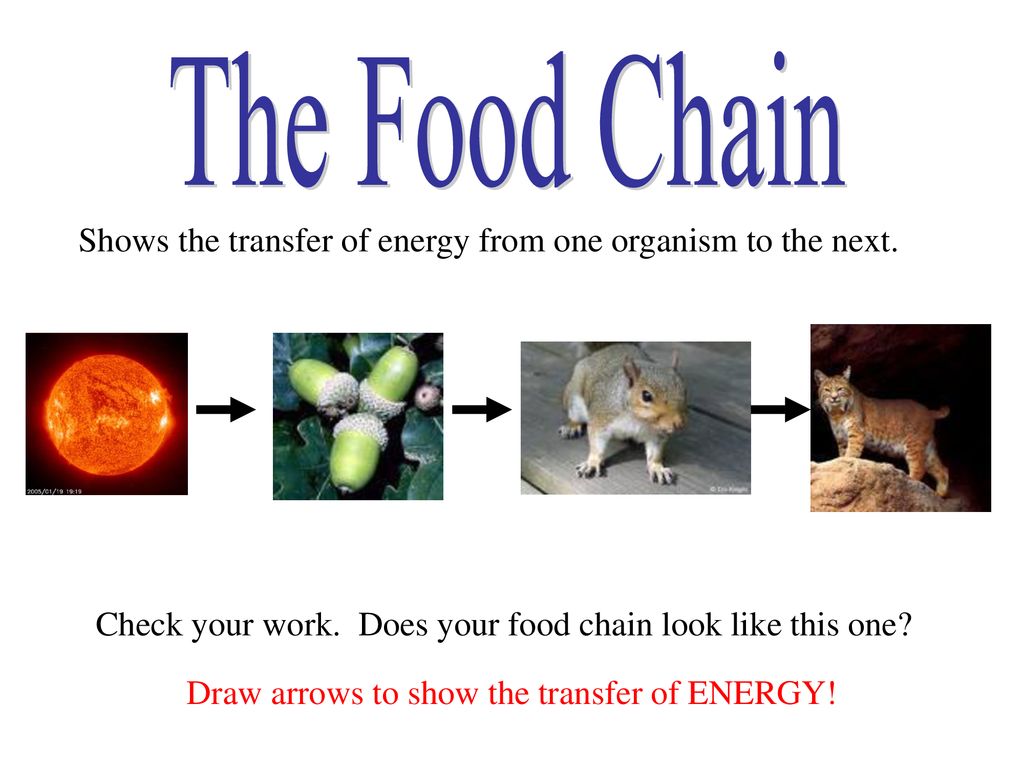 The Food Chain By: Alicia Wright. Biology Diagrams