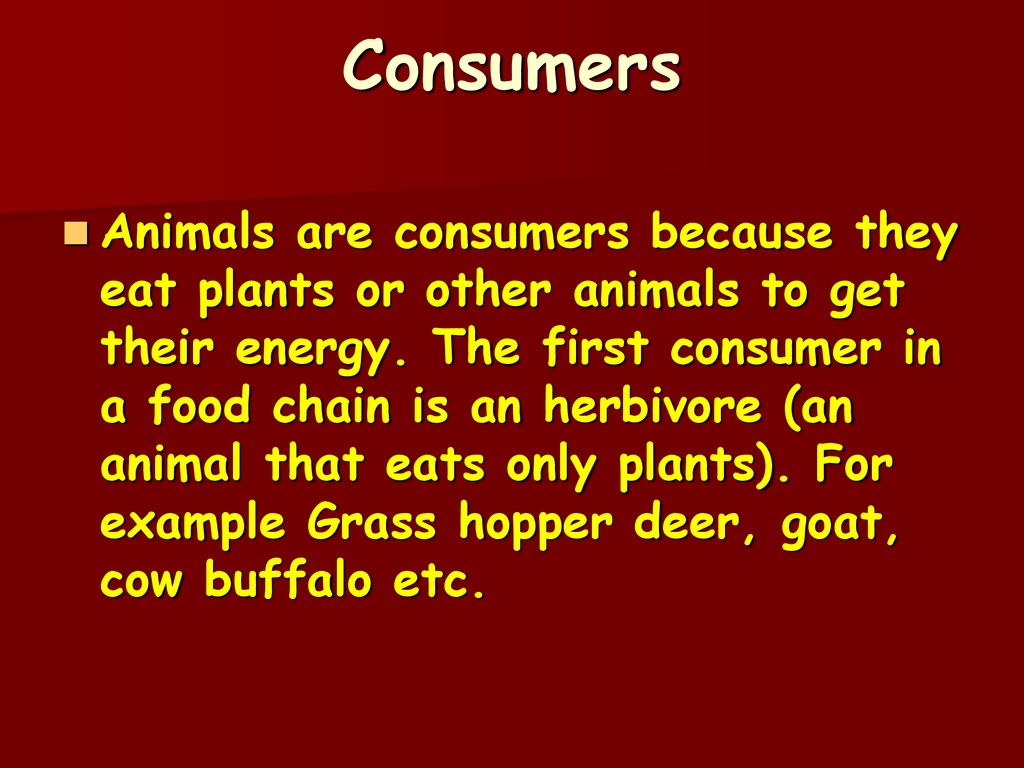 Who s Who In A Food Chain Ppt Download who-s-who-in-a-food-chain-ppt-download