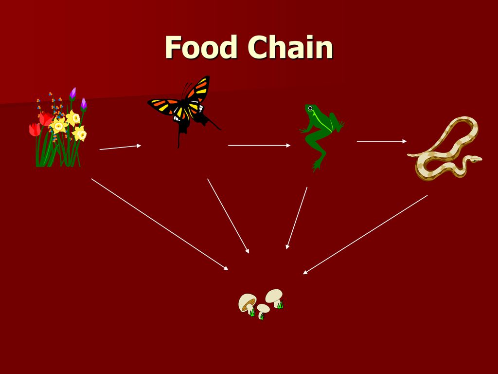 Who s Who In A Food Chain Ppt Download who-s-who-in-a-food-chain-ppt-download
