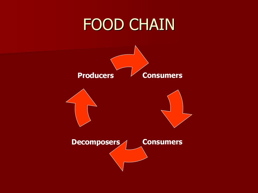Who s Who In A Food Chain Ppt Download who-s-who-in-a-food-chain-ppt-download