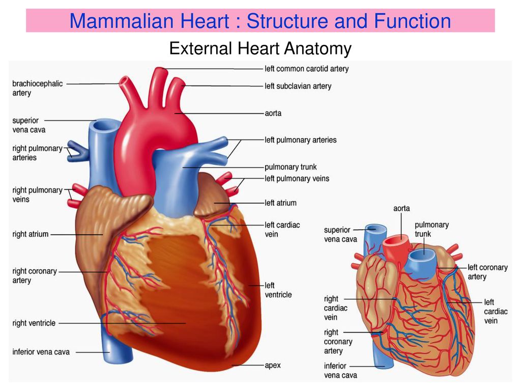 external structure of mammalian heart