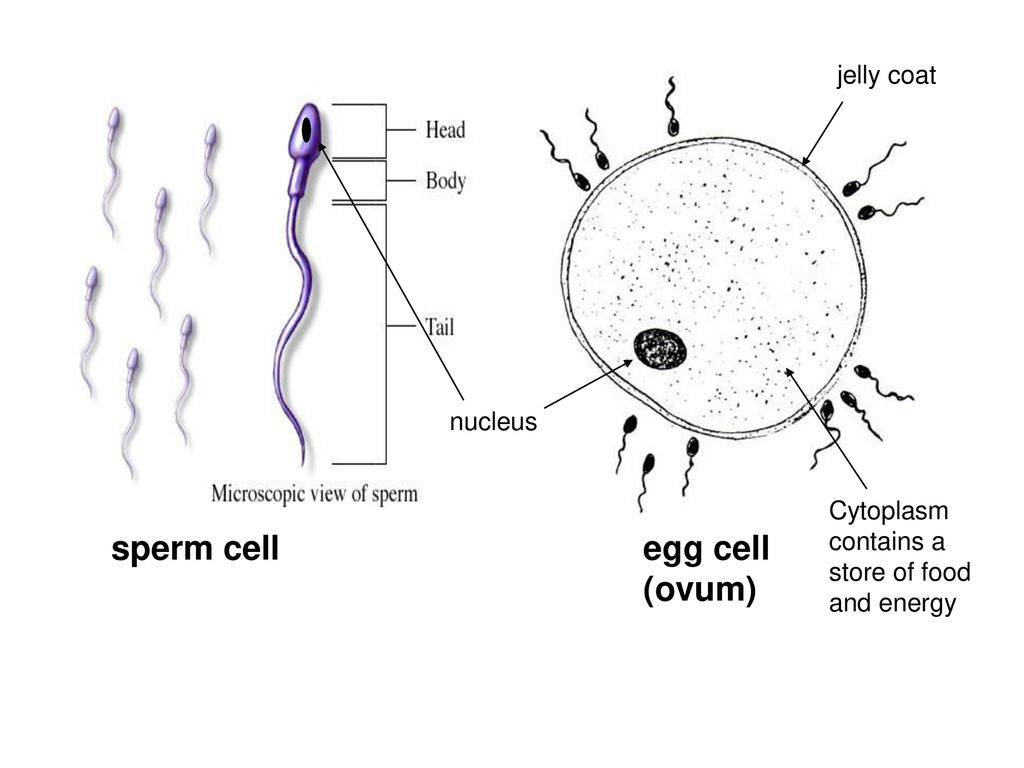 Why do sperm carry rna