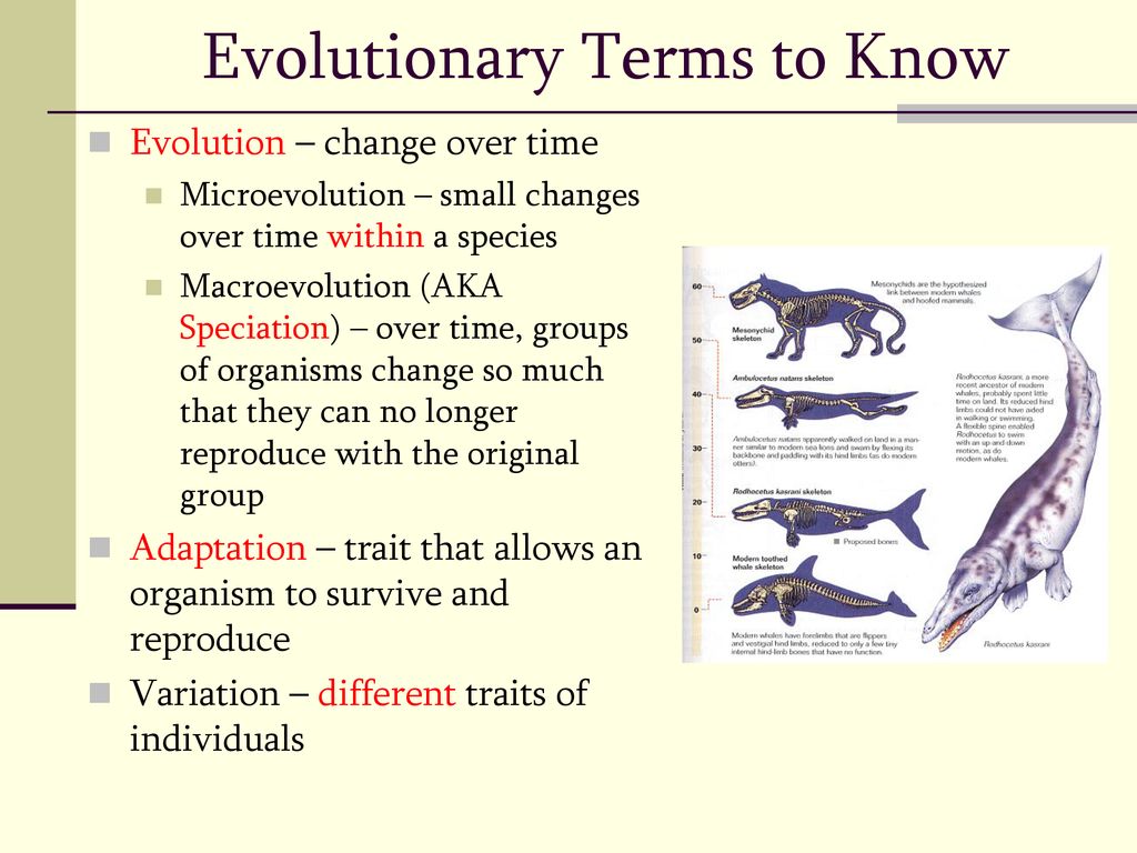 Evolution Notes Chapter ppt download