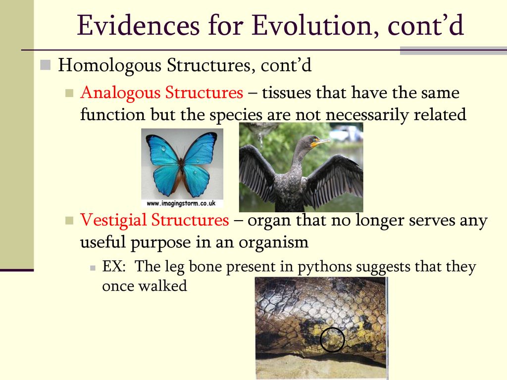 Evolution Notes Chapter ppt download